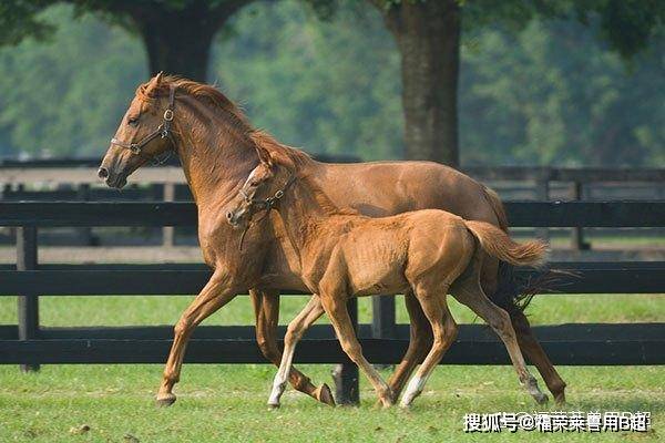 幫你瞭解母馬的解剖學,生理學及繁殖_黃體期_子宮_卵泡