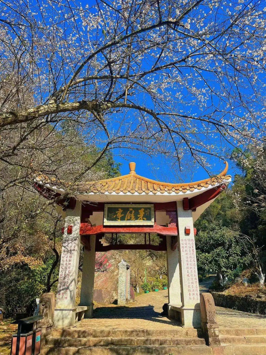 春日韶华丨樱花,梅花,油菜花…这个春节来韶关这些赏花胜地,收获满城