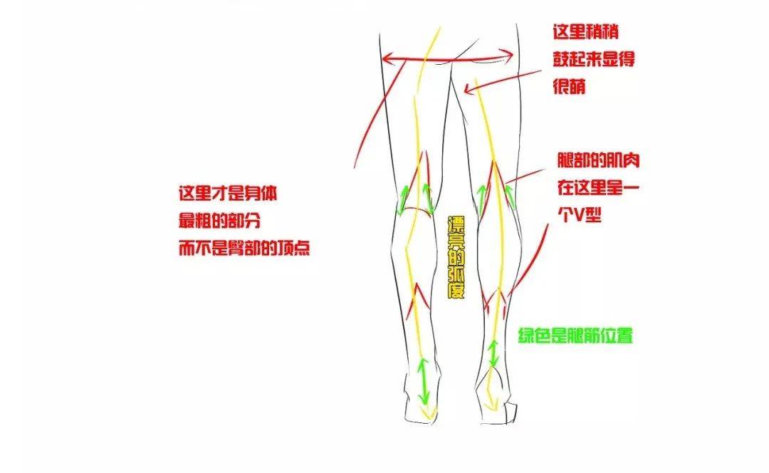 01畫出腿部線條及肌肉要注意以下2個關鍵點想要把