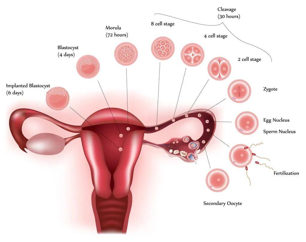 精子和卵子一般可以存活几天(排卵期什么时候同房容易怀孕)