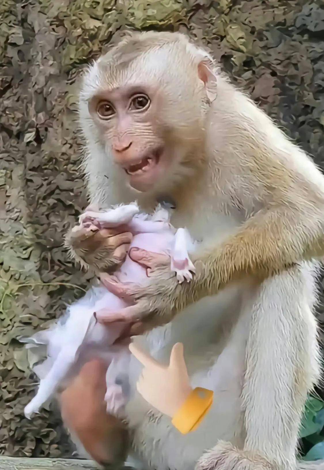 它害怕它無助,掙扎著想要逃走,但尖嘴猴腮的猴子沒想放過它,把它按在