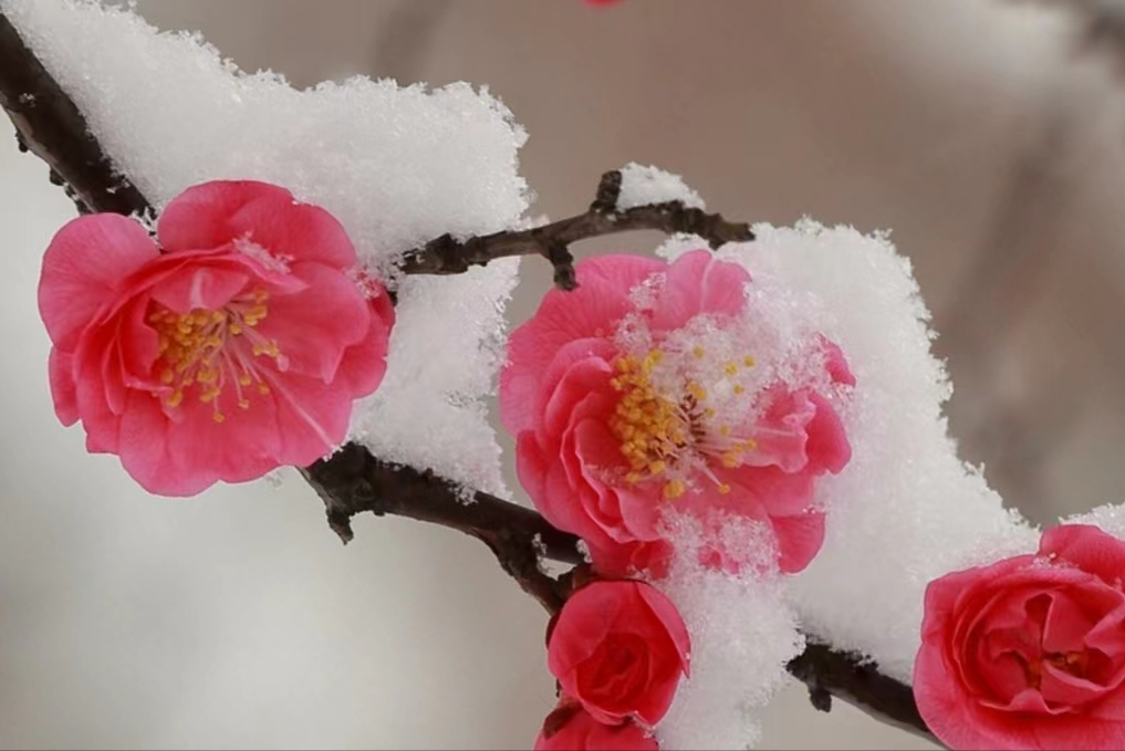 雪花飞舞红梅白(辘轳诗四首)_谢云峰_江西_付百界