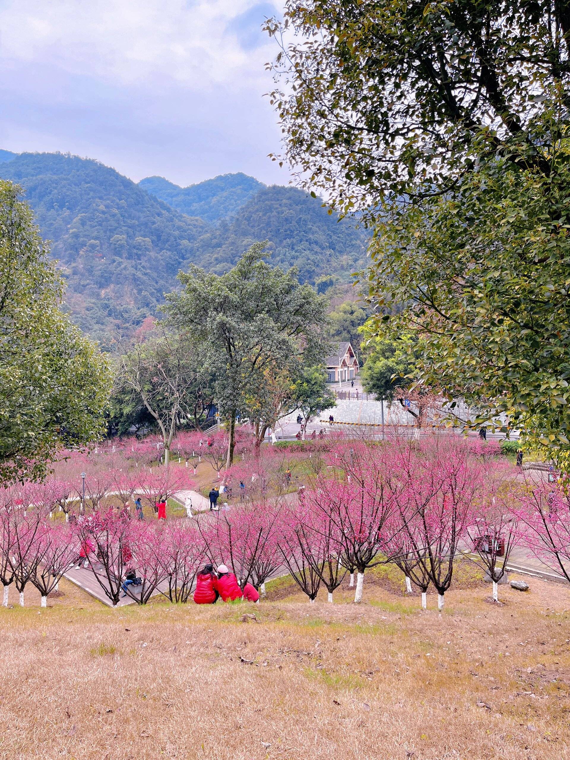 歌乐山梅花园图片