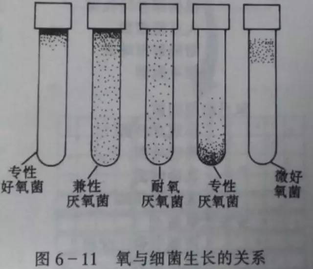 生物除臭剂：绿色科技引领环保革新