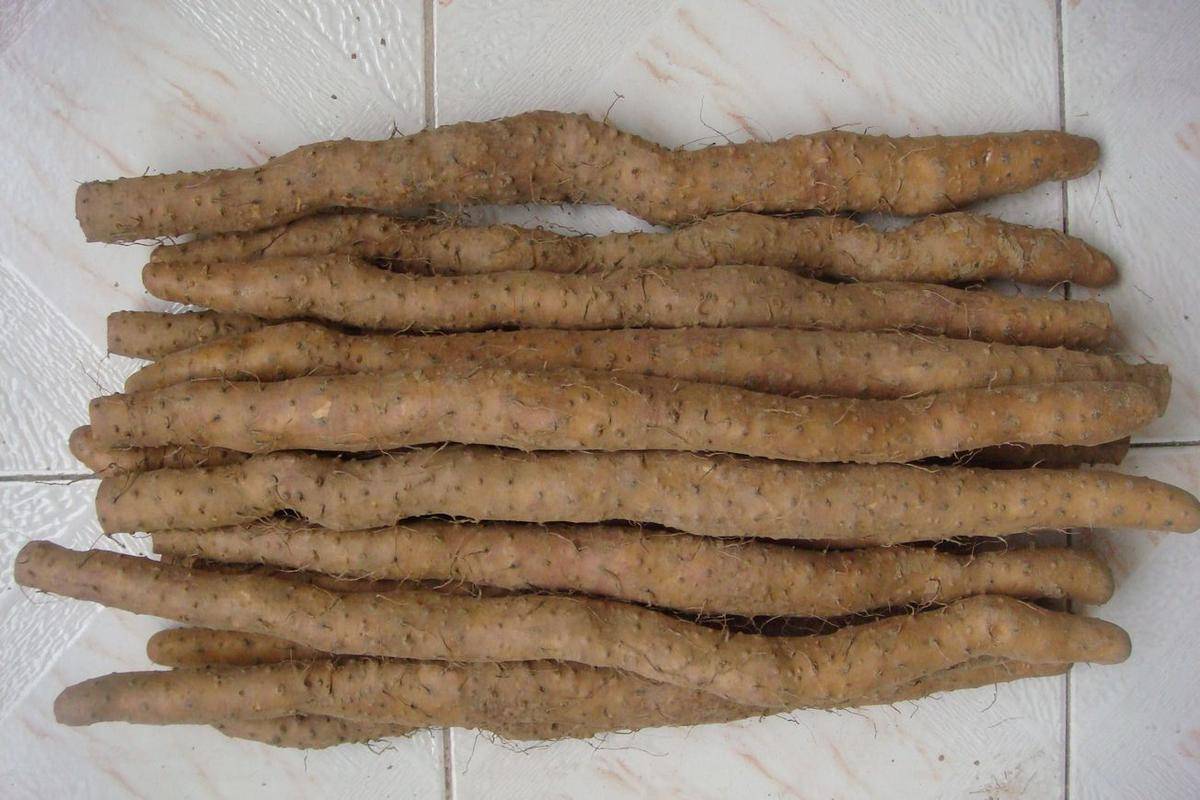 高血压吃温县垆土铁棍山药好处?关爱父母健康,天然绿色养生补品_降低