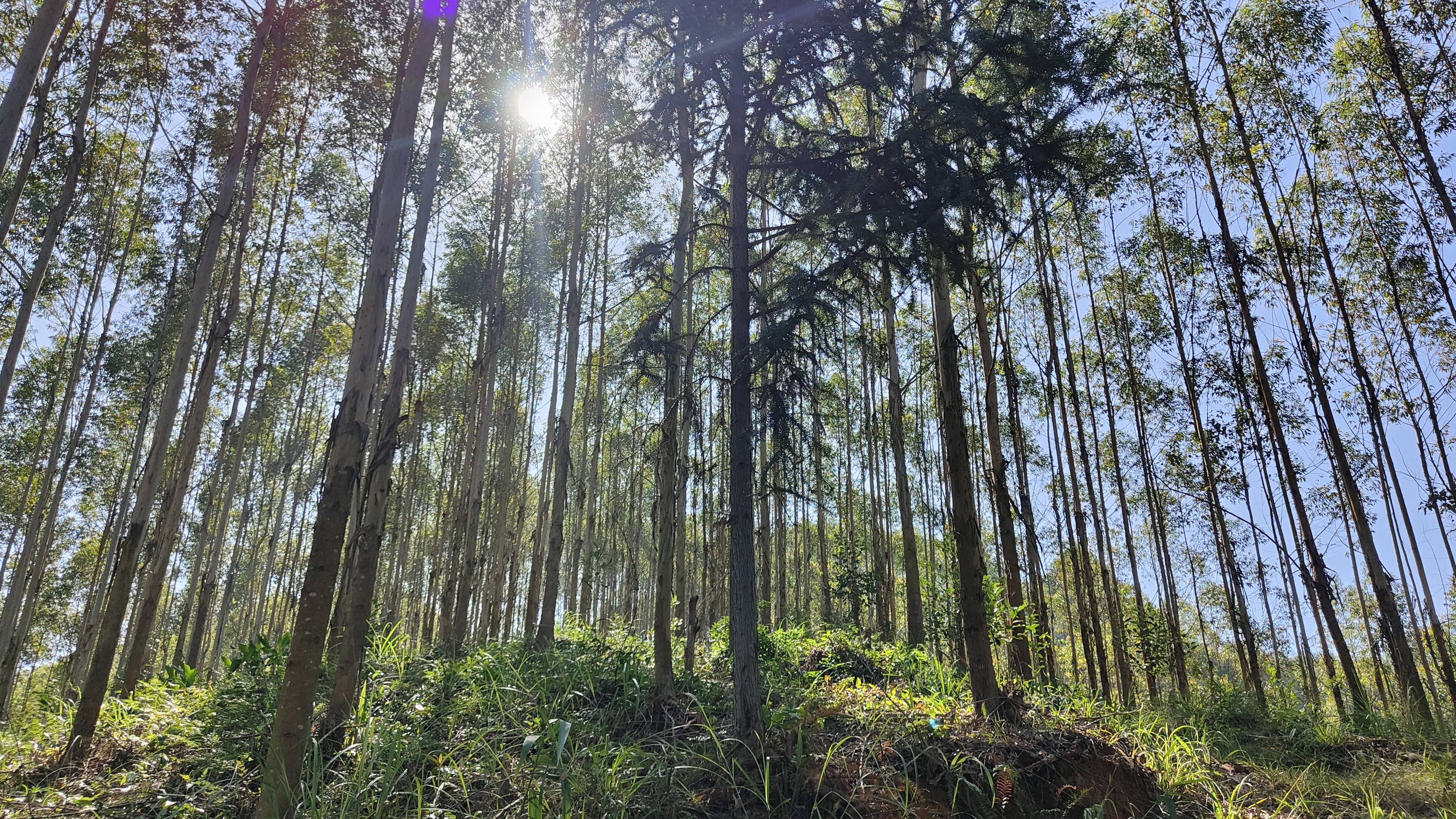 了不起的广西桉树