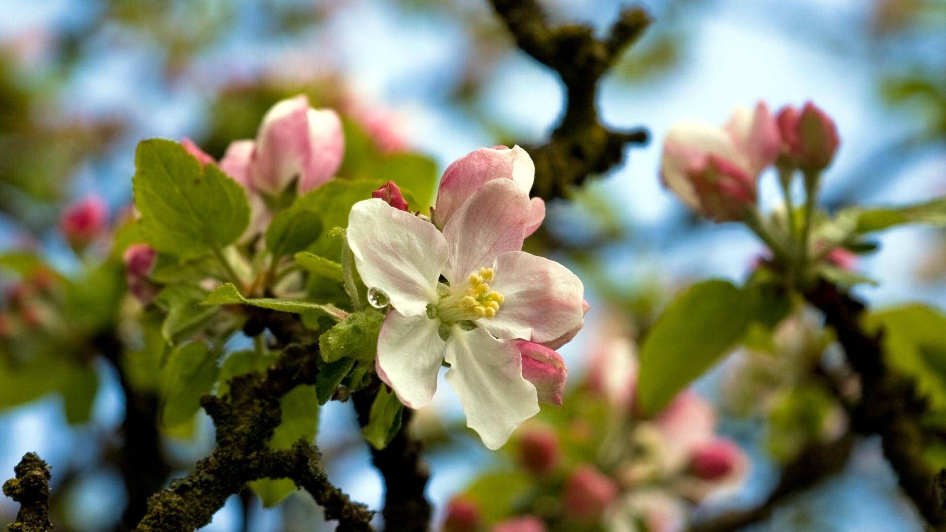 壁纸 花 桌面 1920_1080