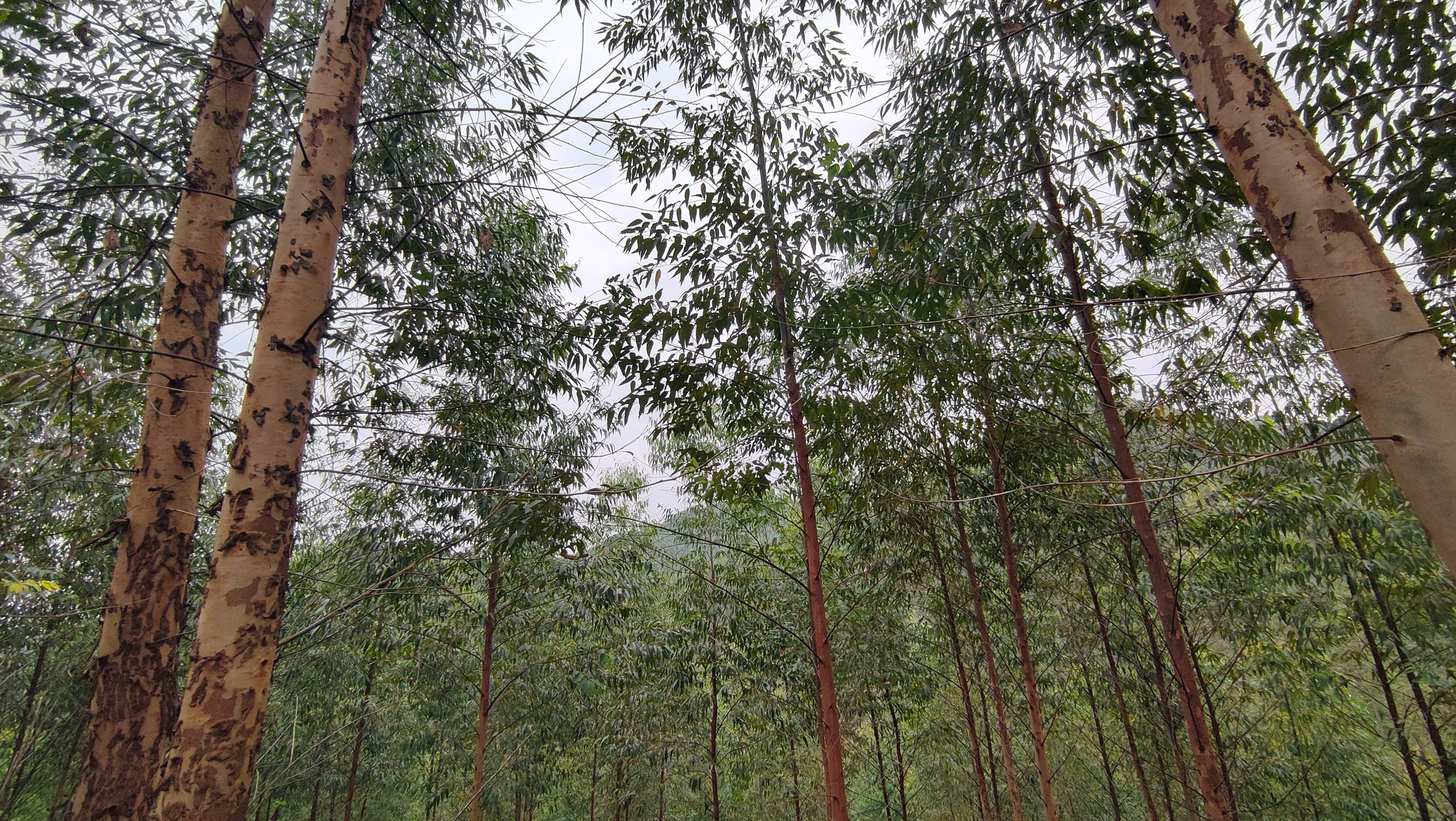 了不起的广西桉树