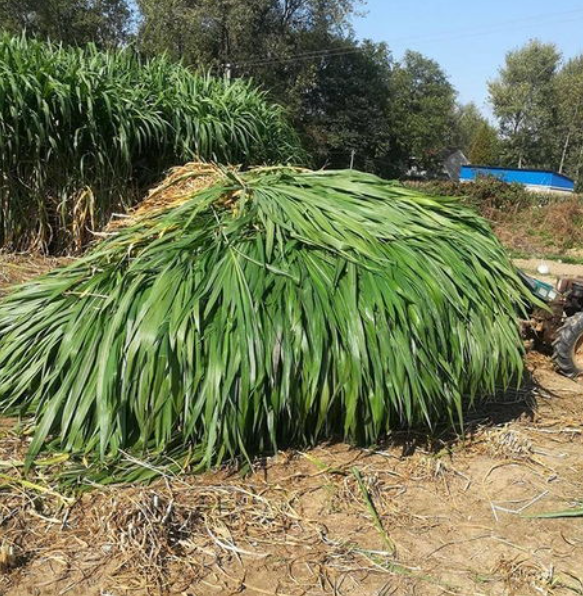 廣西這個小型豬場採用微生物技術發酵牧草養豬,值得