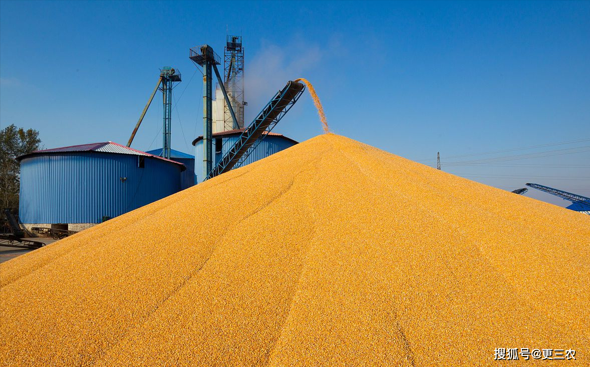 价格_报价_粮食市场