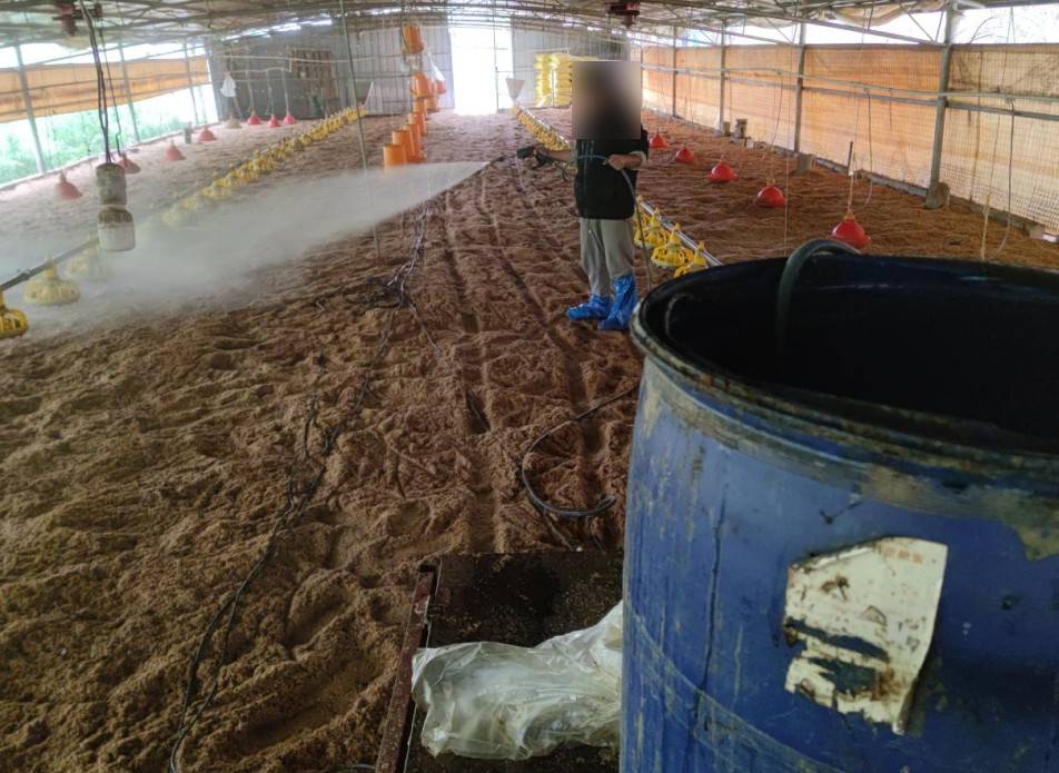 广西这个鸡场运用生物发酵床模式实现粪污零排放转化有机肥提高了鸡群