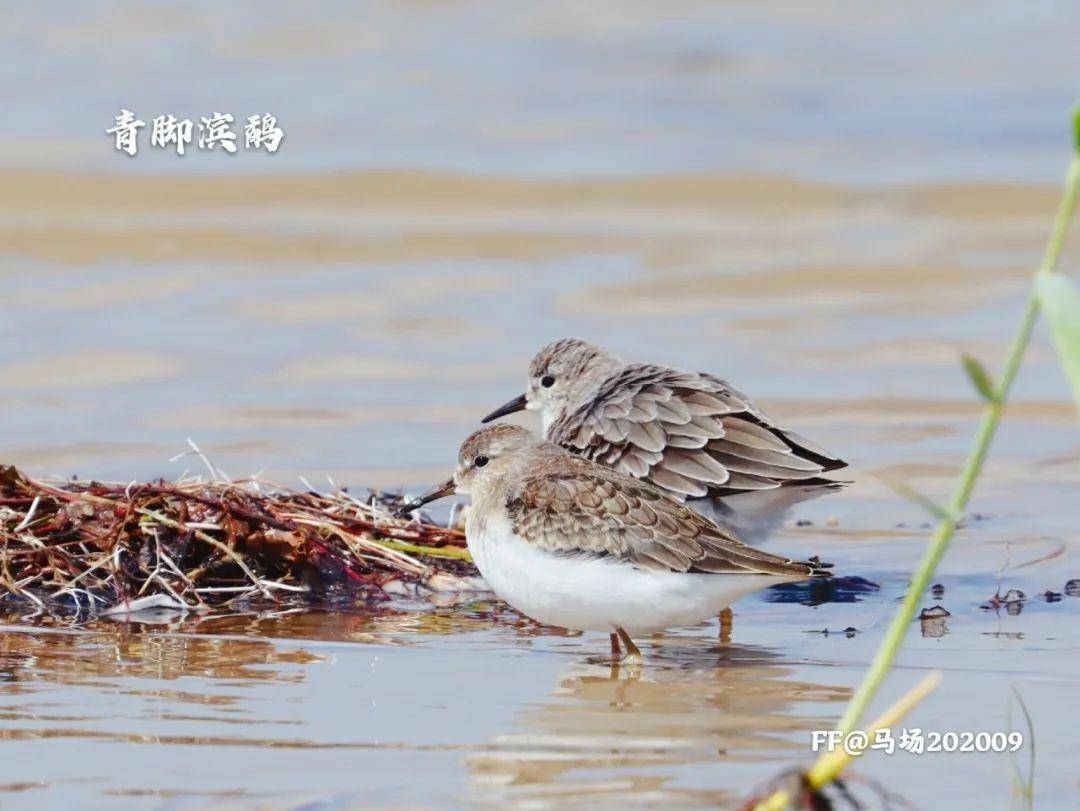 十四,林鹬所属:鸻形目,鹬科,鹬属分布:繁殖于欧亚大陆,东到西伯利亚东
