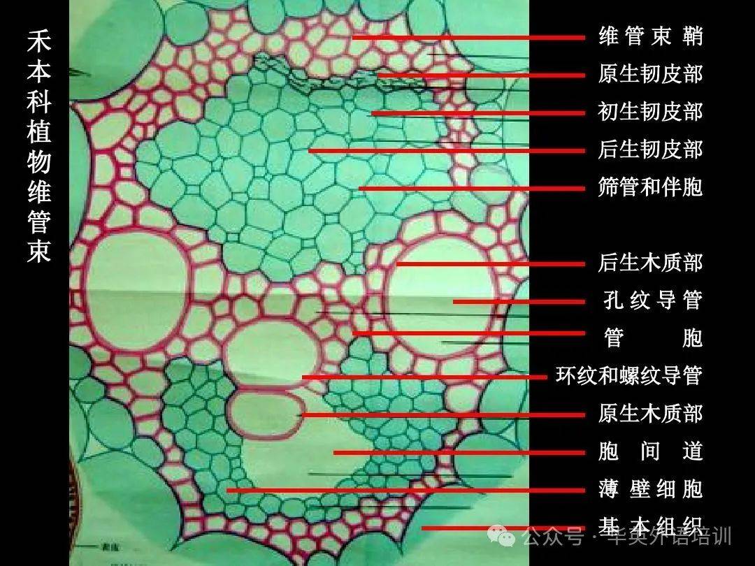 意大利语工业生物技术词汇