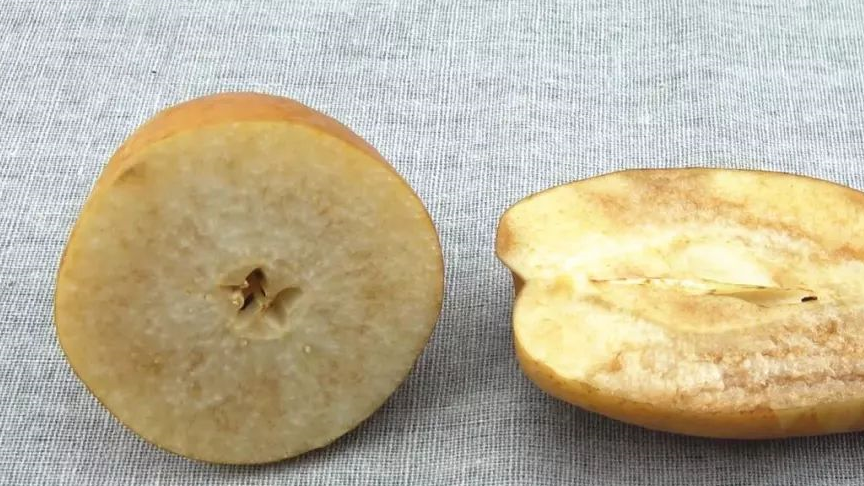 外形像土豆的金珠果梨,果肉味道是酸甜的,你吃过吗?