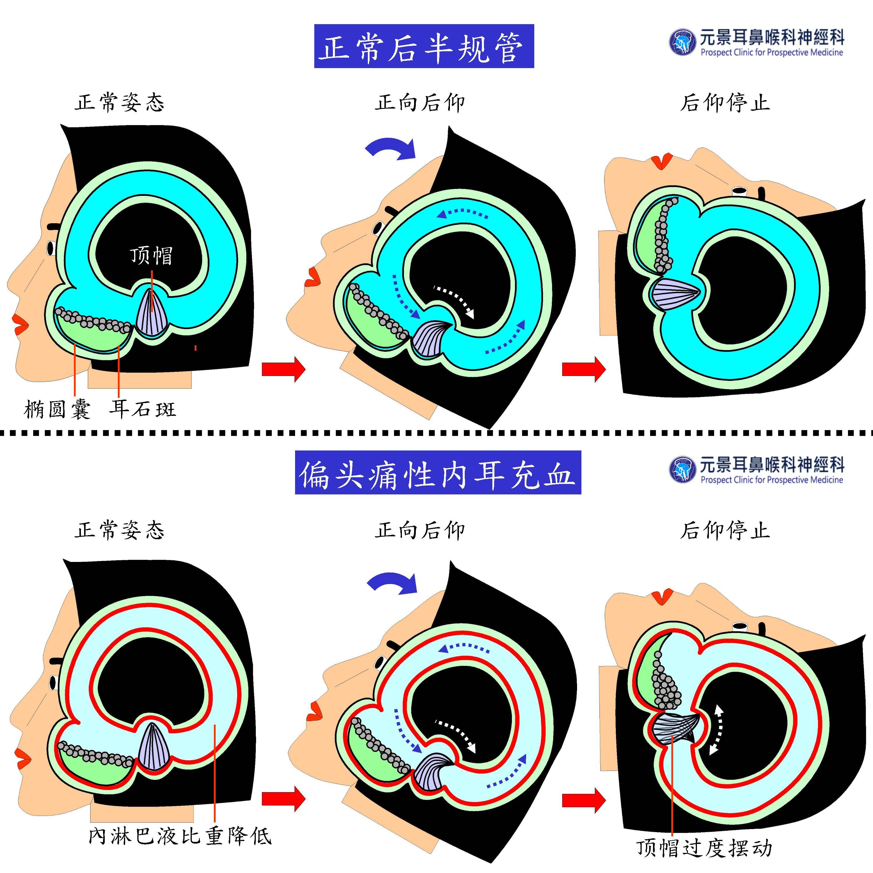 耳后动脉图片