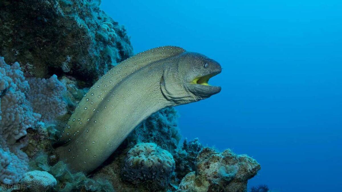 神奇海洋 哪种海洋鱼类是白天睡觉晚上捕食?