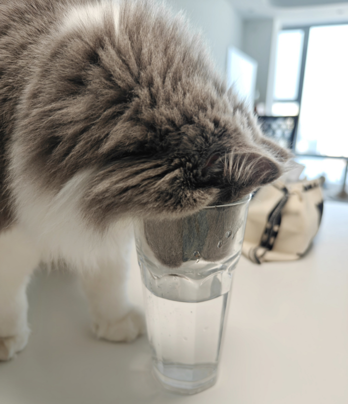 斯文小猫"沉浸式"喝水,网友:感觉下巴是解渴了~_猫咪_主子_研究