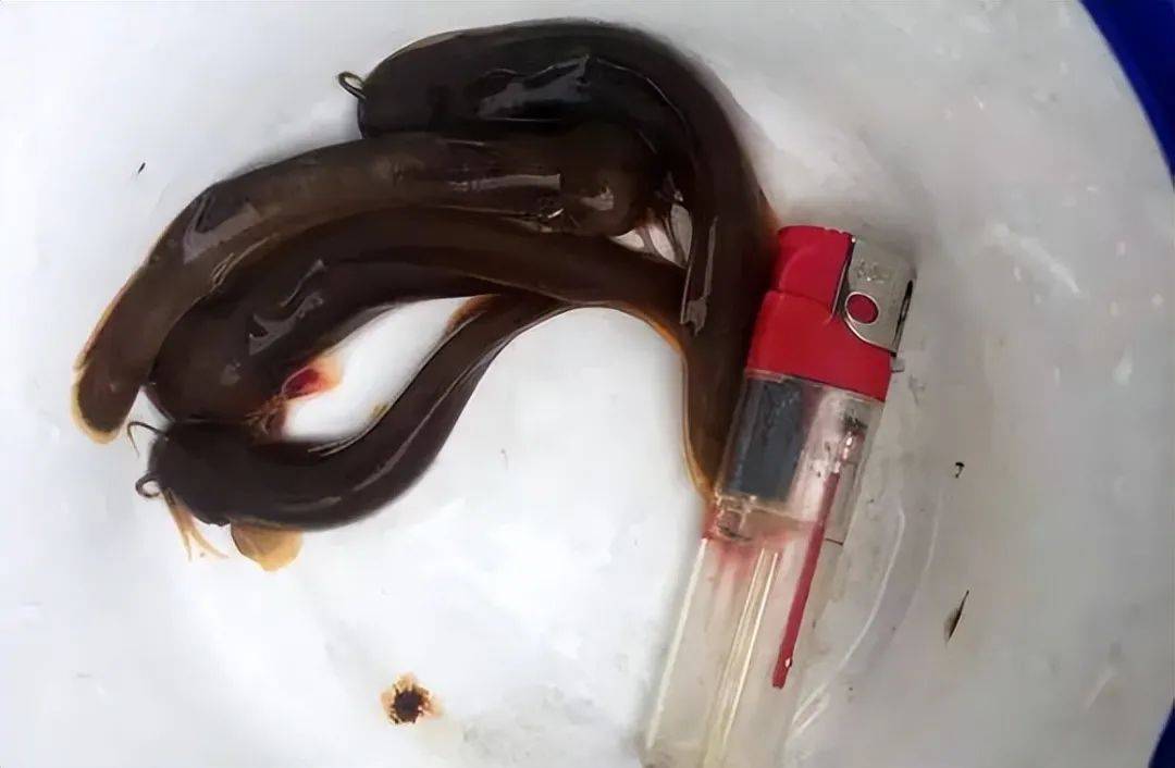 神秘的水蜂子:蛰一下痛一周,为何有人愿为其高价购买?_敌人_威力_毒液