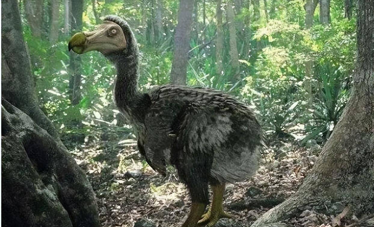 起底西方大航海时代的罪恶,受害的不只是人,好多物种也被灭绝_企鹅