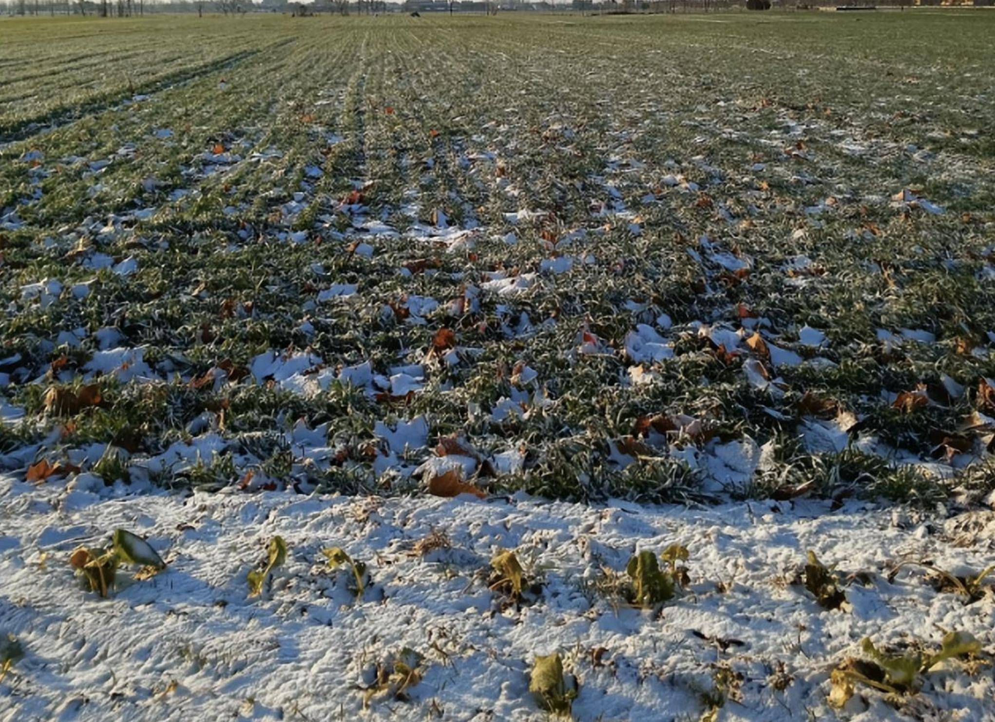 给麦田除雪