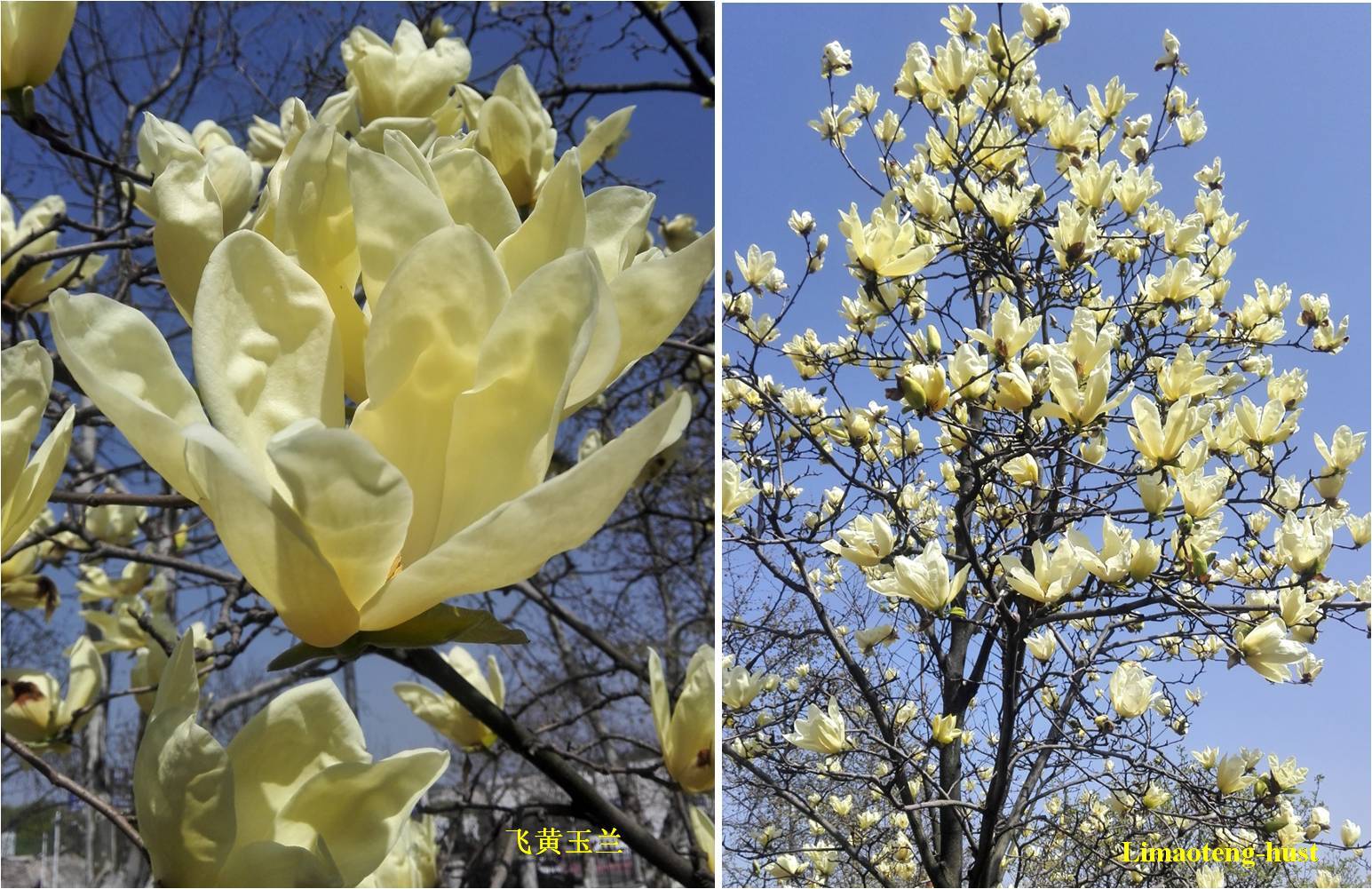 飞黄玉兰:落叶乔木,是从白玉兰中选育园艺变种,叶倒卵圆形或卵圆形