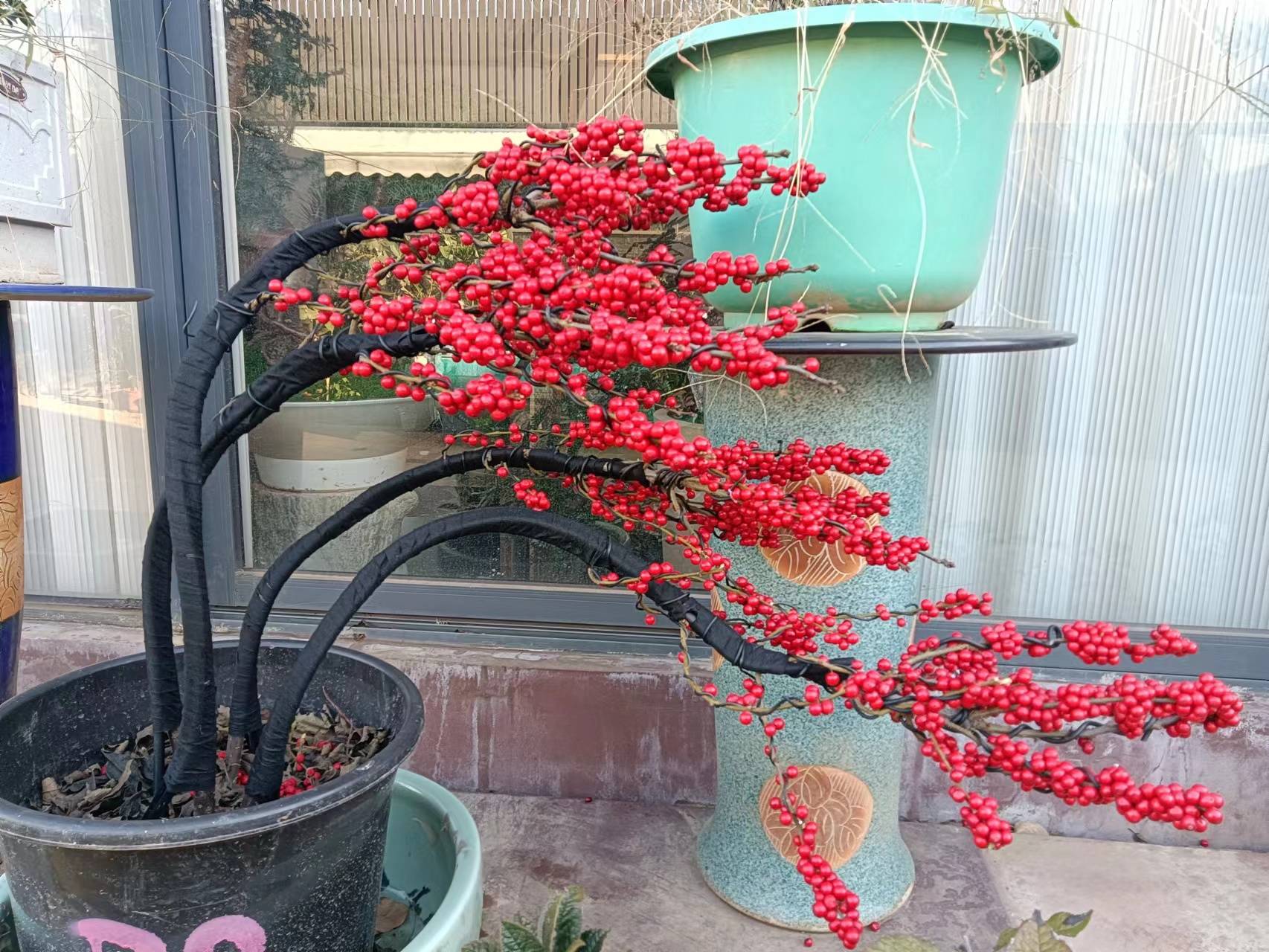 造型冬青,新年红红火火_xw__tcxt_html