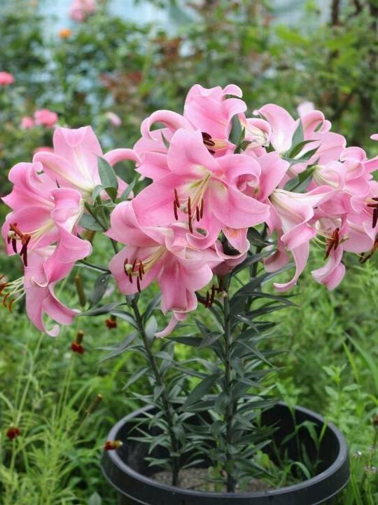 比绿萝还好养,家里盆栽一株,花香四溢飘满屋_百合花_栽培_开花