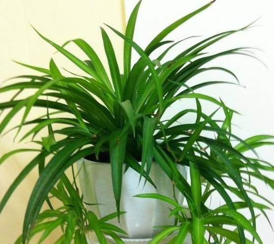 她在路边捡到1棵野草,竟是绿叶吊兰!