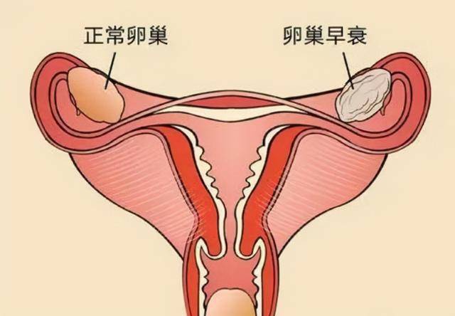 男性器官衰老順序表已公開,男人不妨瞭解一下,看自己