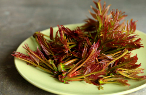 初春香椿嫩芽是最香的,把新鲜的香椿芽吃进肚子感觉像吃进了春天