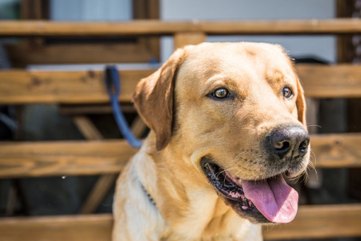 一只"拉布拉多"纯不纯,只要看这6点就足够了!_纯种__