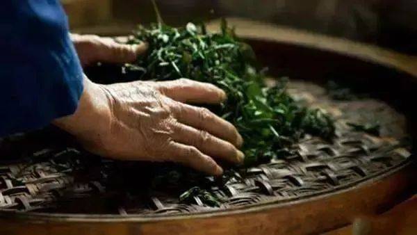 乌龙茶 -- 凤凰单丛的茶叶制作过程_时间_鲜叶_水分