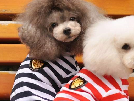 什么颜色的贵宾犬比较容易变白,褪色贵宾犬的毛发是有很多种颜色的