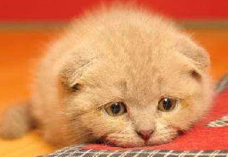 猫,高兴的时候会发出呼噜呼噜的声音,用头过来蹭你,这是猫咪友好,喜欢