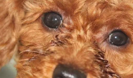 狗狗_眼睛_纯种