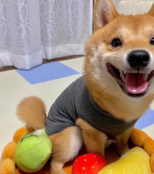 柴犬看到食物上超夸张的笑容,幸福就写在脸上,这不是?