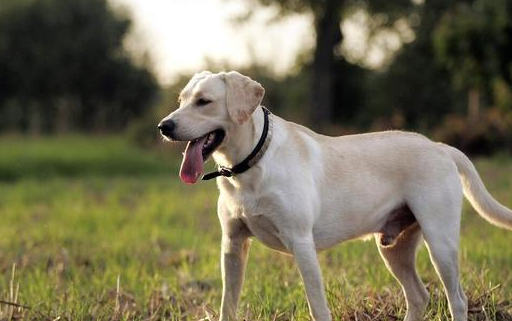 一只"拉布拉多"纯不纯,只要看这6点就足够了!_纯种__