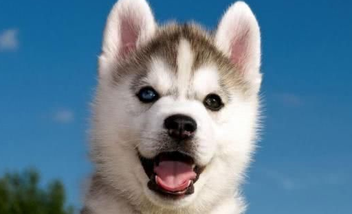 掌握好这5点,养好小二哈其实很简单!