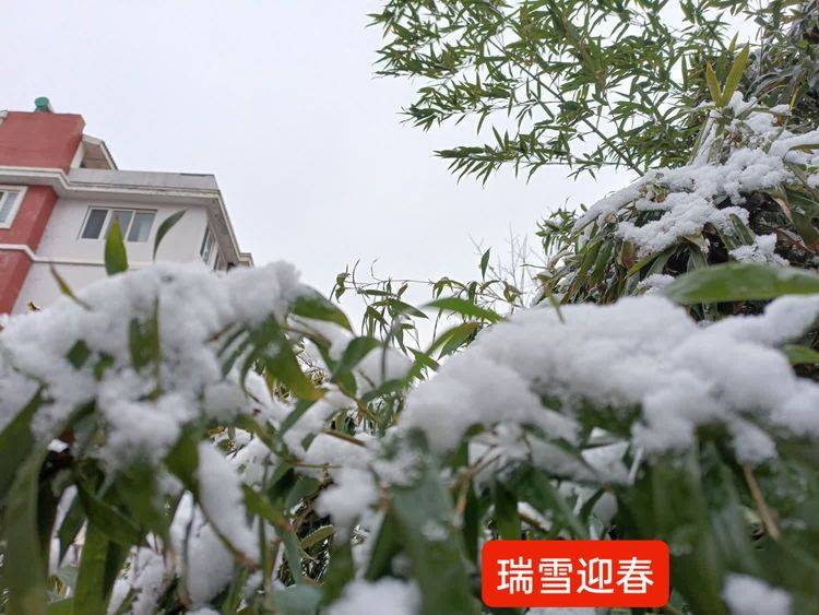 一日北國千山素,無限風光盡芳枝.雪飛花舞詩人醉,紅梅幽香鹿情痴.