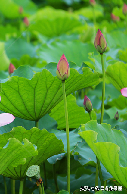 未来一个月,4属相时来运转,事业进步,财源广进,日子红红火火_感情_都
