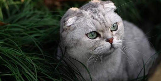 只有土豪劣绅才买得起五种猫,后的价格是堪比一辆车_暹罗_耳猫_亚瑟拉