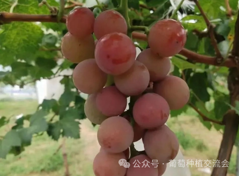葡萄_妮娜_果实