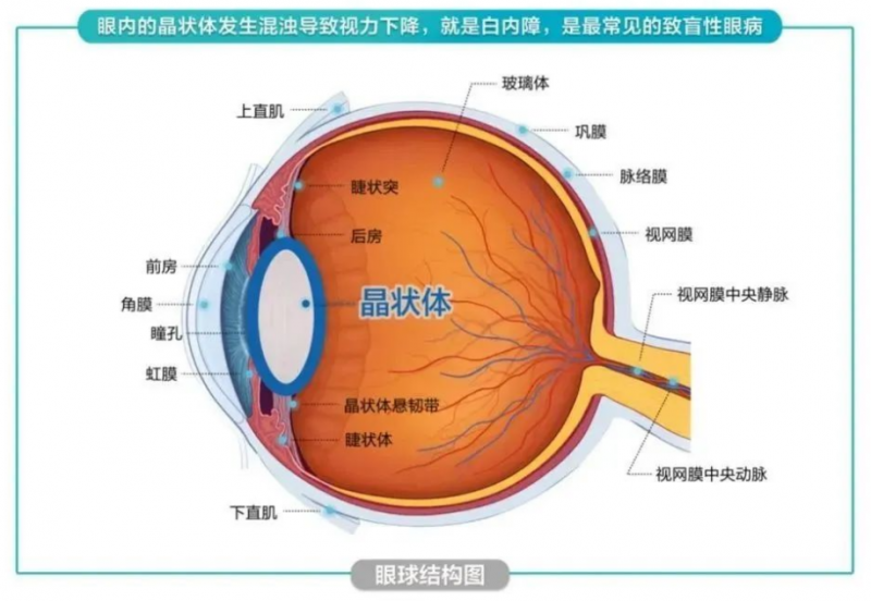 眼睛晶体结构图片大全图片