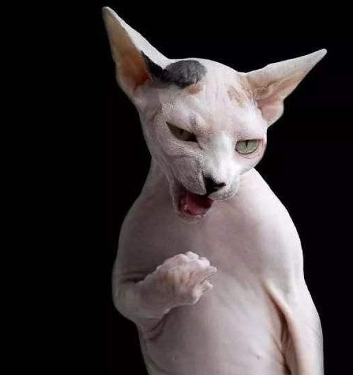 宠物百科:霍思燕也保留宠物无毛猫_弹跳_因为_价格