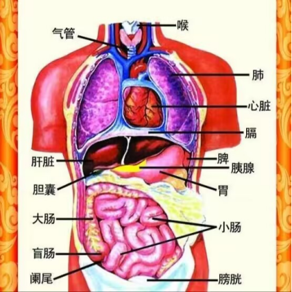 火盛三焦 实火百病生