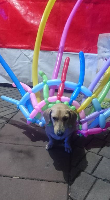狗狗身穿七彩气球向路人卖萌讨喜,可接下来的一幕却让人瞬间泪崩