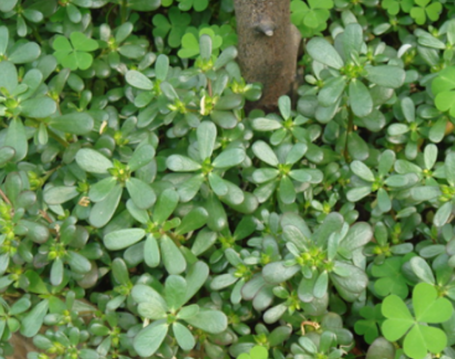 这种野草名字叫做马齿苋,相信生活中很多人都遇见过,这是因为马齿苋