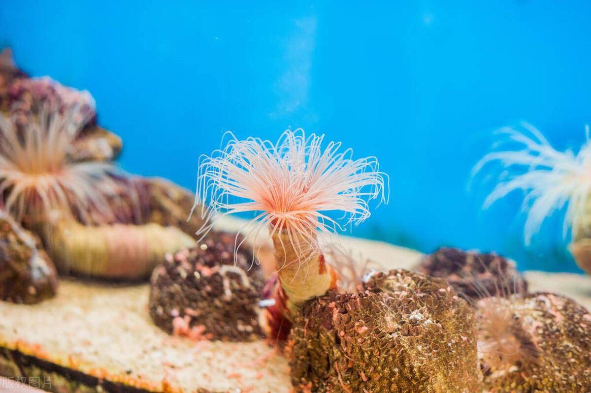 神奇海洋:海葵有大脑吗?