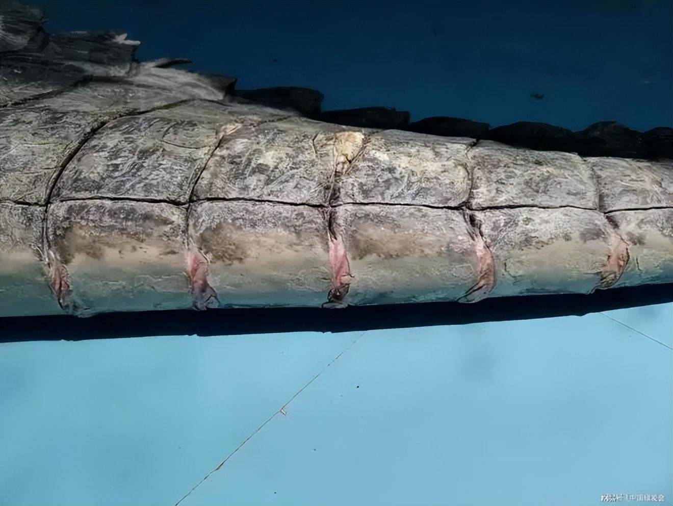 它用36年长成鳄鱼王,从台湾送到大陆,仅仅6年便被养死了_小河_野生