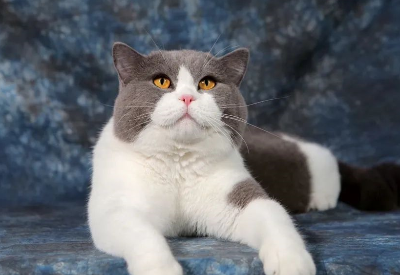 第一名不用猜我就知道是它